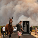 Espèces en danger suite aux incendies. Premiers gestes à adopter.