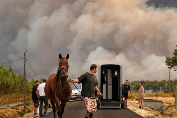 Espèces en danger suite aux incendies. Premiers gestes à adopter.