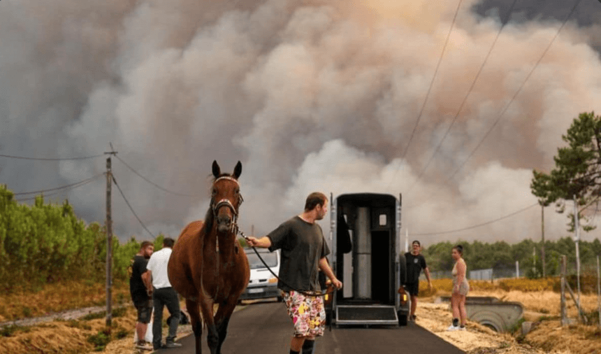 Espèces en danger suite aux incendies. Premiers gestes à adopter.