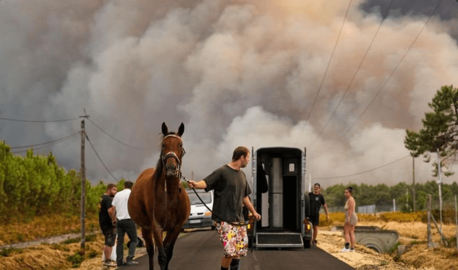Espèces en danger suite aux incendies. Premiers gestes à adopter.